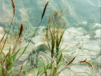YuanYang rice terraces