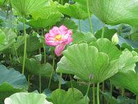 Lotus flower in the Green Lake, KunMing